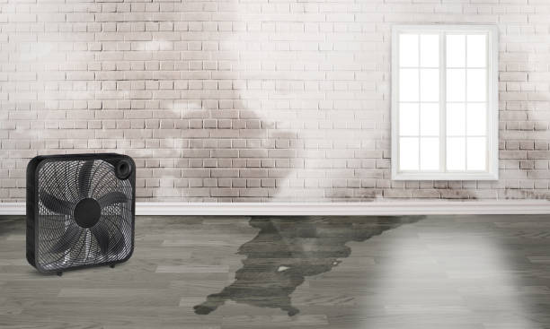Best Water damage cleanup near me  in Clarence Center, NY